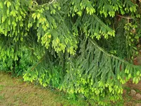 005.webp
