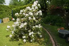 DSC02981.webp
