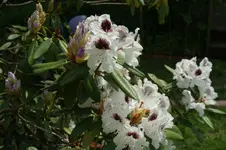 DSC02982.webp