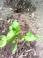 1te 074.webp