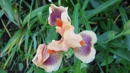 002.webp