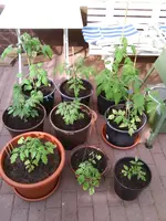 End Mai01-Tomaten.webp