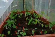 paprika im Hochbeet.webp