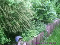 Deko1.webp