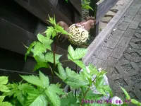 Deko10.webp