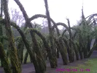PIC00034.webp