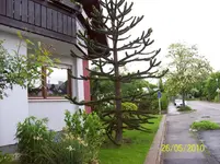 chinesiche Schmucktanne.webp