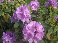HPIM4524.webp
