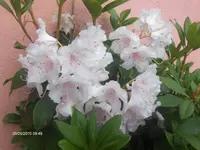 HPIM4523.webp