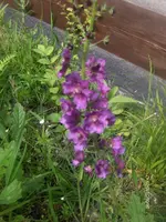 HPIM4522.webp