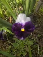 HPIM4520.webp