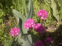 HPIM4518.webp