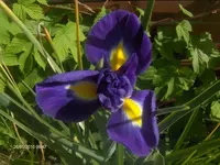 HPIM4517.webp