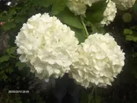 HPIM4515.webp