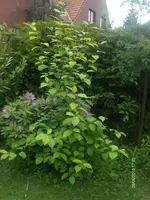 HPIM4532.webp