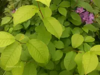HPIM4533.webp