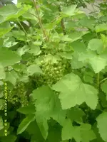 JD800010.webp