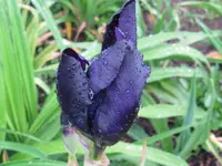 IMG_swahili_1024x768.webp