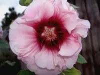 Mai 2010 507 v.webp