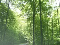 DSCF8369 wald im sonnenlicht.webp