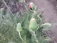 Mohn - 26.05.2010.webp