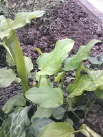noch 2 Calla aber noch klein und zu - 26.05.2010.webp