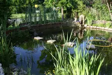 teich.webp