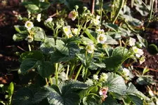 erdbeere.webp