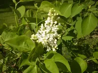 flieder_weiss.webp
