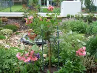 trauerrose.webp