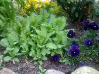 blume.webp