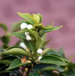 chinotto.JPG