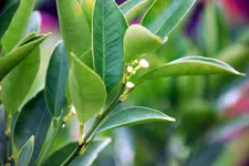calamondinblüüüüht.webp