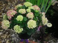27.5.2010 002.webp