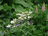 27.5.2010 017.webp