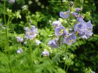 27.5.2010 056.webp