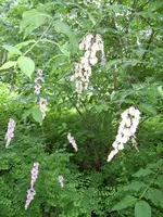 STA40237.webp