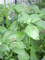 STA40236.webp