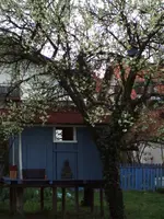 Baumhaus.webp
