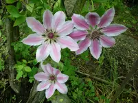 DSCN1812.webp