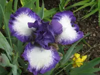 IMG_cee jay1_1024x768.webp