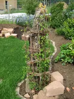 clematis am baumstumpf.webp