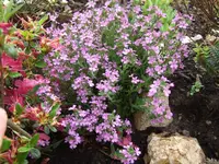 erinus alpinus.webp