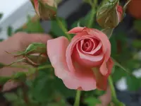 gelbe kletterrose.webp