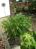 morgensternsegge.webp