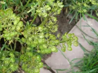 schleifenblume-verblüht.webp