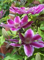 100_2339.webp