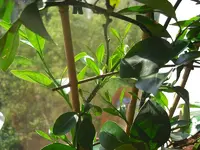 Calamondin-Spalier 2010.05.23 3.JPG
