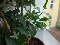 Calamondin-Spalier 2010.05.27 1.JPG