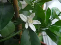 Calamondin-Spalier 2010.05.27 2.JPG